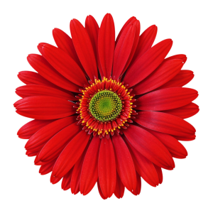 عکس png گرافیکی گل با کیفیت بالا و بدون پس زمینه