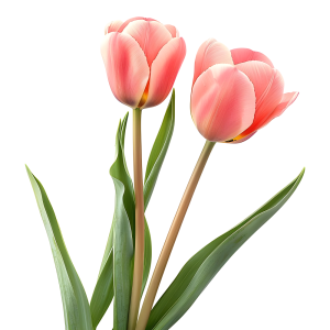 عکس png گل های لاله رنگی با کیفیت بالا