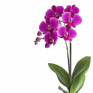 عکس گل آبی رنگ با پس زمینه سفید و خام با کیفیت