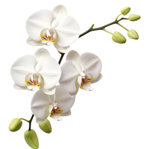عکس گل ارکیده سفید با پس زمینه خام با کیفیت بالا