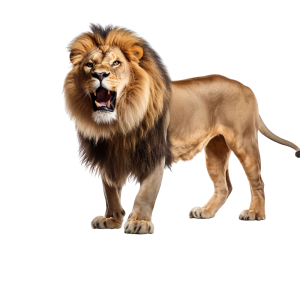 عکس png شیر سلطان جنگل با کیفیت بالا بدون پس زمینه