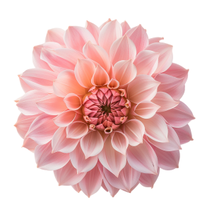 عکس 4k گل های بهاری صورتی با کیفیت بالا