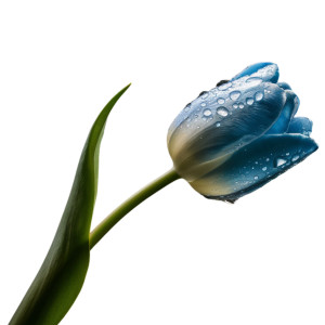 عکس png گل لاله زیبا با قظره های آب با کیفیت بالا