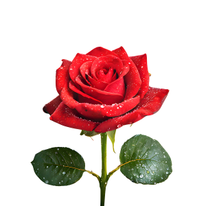 عکس png شاخه گل رز قرمز با کیفیت بالا