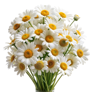 عکس png دسته گل های بابونه با کیفیت بالا