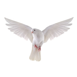 عکس png پرنده کبوتر سفید رنگ در حال پرواز
