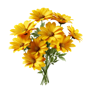 عکس png گل های زرد بابونه با کیفیت بالا