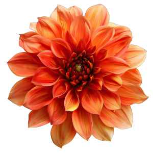 عکس png گل زیبا و جذاب با کیفیت بالا بدون پس زمینه