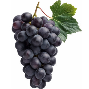 عکس png بوته میوه انگور سیاه با کیفیت بالا