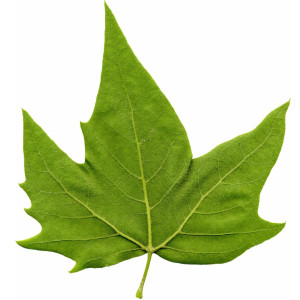 عکس 4k برگ درخت چنار با پس زمینه خام با کیفیت بالا