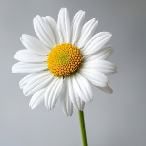 عکس گل زیبای سفید زنگ کیفیت بالا