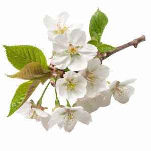 عکس png گل شکوفه بهاری درخت با کیفیت بالا