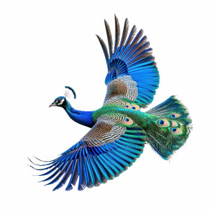 عکس png طاووس در حال پرواز با کیفیت بالا