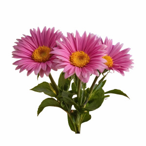 عکس png گل های بابونه خیلی زیبا با کیفیت بالا