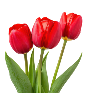 عکس 5k گل های لاله قرمز رنگ بالا با کیفیت بالا