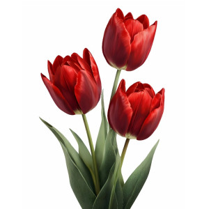 عکس png گل های لاله قرمز با کیفیت بالا