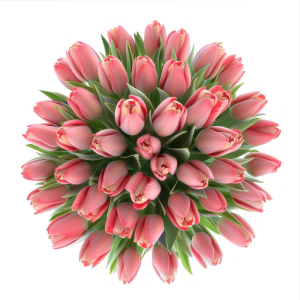 عکس png گل لاله صورتی با کیفیت بالا و پس زمینه خام