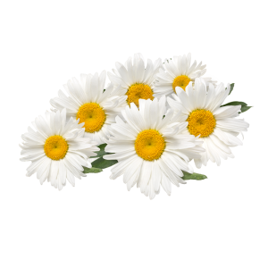 عکس گل رز صورتی در گلدان شیشه ای شفاف