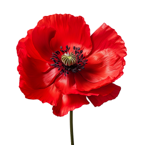 عکس png گل قرمز رنگ با کیفیت بالا و اصلی