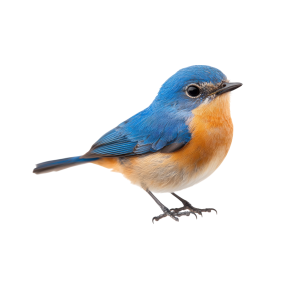 عکس png پرنده گنجشک با پرهای آبی رنگ با کیفیت بالا