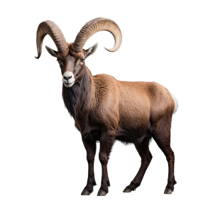 عکس png بز کوهی شاخدار و زیبا بدون پس زمینه