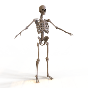 مدل سه بعدی 3d اسکلت کامل بدن انسان مرد