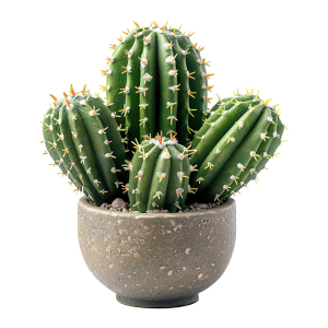 عکس png 4k کاکتوس های زیبا در گلدان سنگی