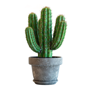 عکس png 4k کاکتوس تنومند و زیبا با کیفیت بالا