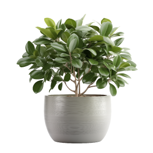 عکس png 4k گیاهان آپارتمانی با کیفیت بالا