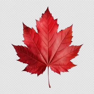 عکس برگ درخت چنار قرمز زنگ با کیفیت بالا