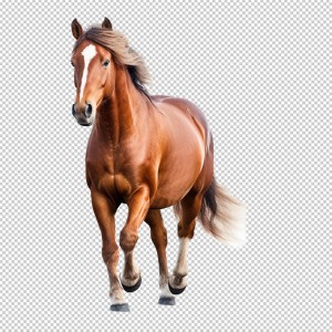 عکس png اسب با کیفیت بالا و بدون پس زمینه