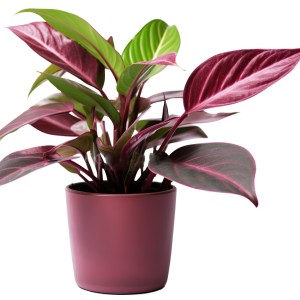 عکس پی ان جی png گل آپارتمانی طبیعی با کیفیت بالا